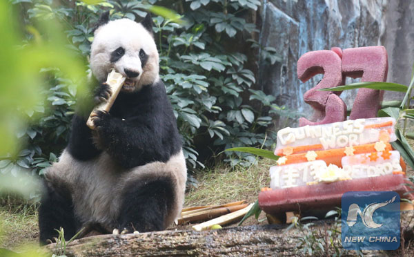 Female giant panda Jia Jia celebrated her 37th birthday at the Ocean Park in Hong Kong, south China, July 28, 2015. [Photo / Xinhua]