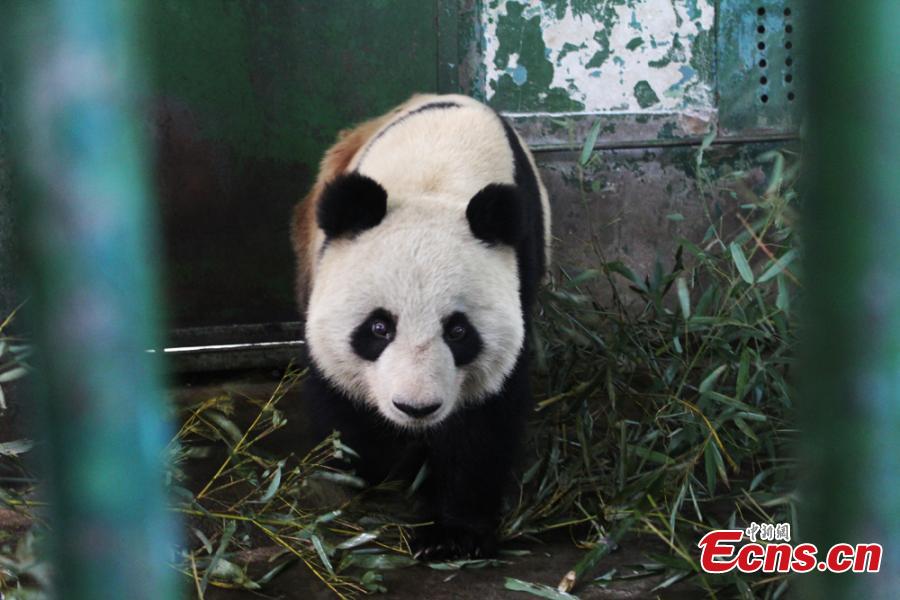 Giant panda recovers from back injuries- China.org.cn