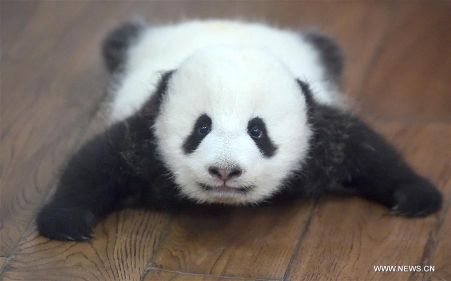 10月19日在成都大熊猫繁育研究基地“熊猫幼儿园”内拍摄的熊猫。位于四川省成都市的成都大熊猫繁育研究基地有一所“熊猫幼儿园”，目前有23只2016年出生的幼年大熊猫在这里悠闲地生活着。 [新华社]
