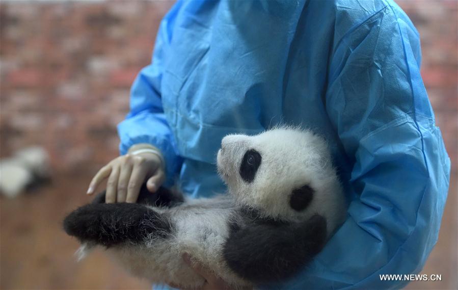 10月19日在成都大熊猫繁育研究基地“熊猫幼儿园”内拍摄的熊猫。位于四川省成都市的成都大熊猫繁育研究基地有一所“熊猫幼儿园”，目前有23只2016年出生的幼年大熊猫在这里悠闲地生活着。 [新华社]