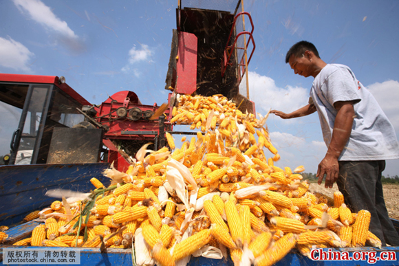 A farmer removes corns from a corn binder in Sanyi Town, Mengcheng County, Anhui Province, on September 17, 2016. More than 15 million mu (about 100,000 hectares) of cornfields in the county produce a good autumn crop. [Photo by Hu Weiguo/China.com.cn] 