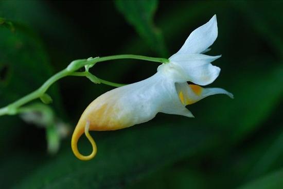 Crayfish impatiens has been rediscovered in a national forest park in Shuangpai County, Hunan Province. (File photo)