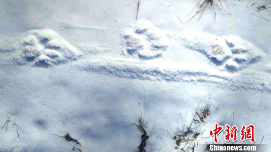 Footprints left by a wild Siberian tiger in a forestry farm in the northeastern province of Heilongjiang on October 23, 2016. [Photo provided by Heilongjiang Provincial Department of Forestry]