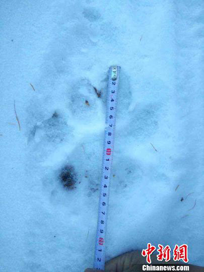 Footprints left by a wild Siberian tiger in a forestry farm in the northeastern province of Heilongjiang on October 23, 2016. [Photo provided by Heilongjiang Provincial Department of Forestry] 
