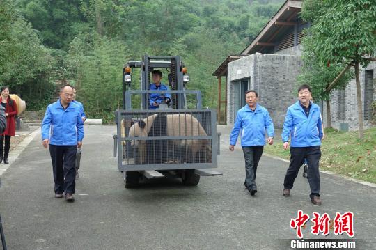  Adult giant pandas Aoyun and Yunyun arrive in Shennongjia, Hubei province on October 24,2016. [Photo: Chinanews.com]