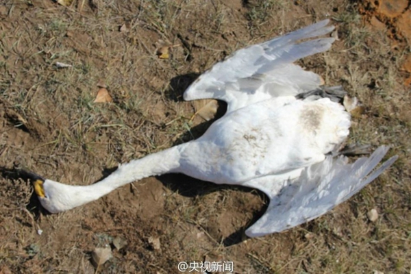 A dead swan. [Photo from Sina Weibo account of CCTV]