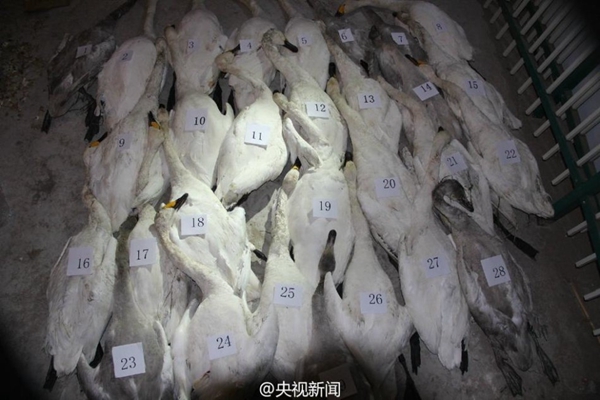 Dead swans. [Photo from Sina Weibo account of CCTV]