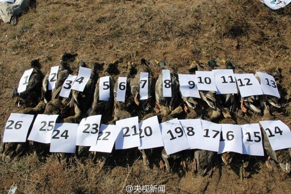 Dead mallards. [Photo from Sina Weibo account of CCTV]