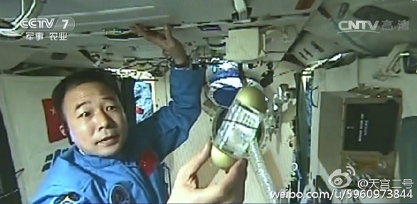 Astronaut Jing Haipeng shows the silkworm spinning in a container. [Photo from Sina Weibo]