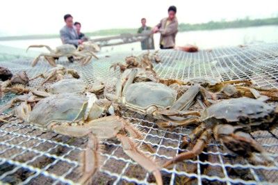 File photo of crab harvest. [Photo: Sohu]