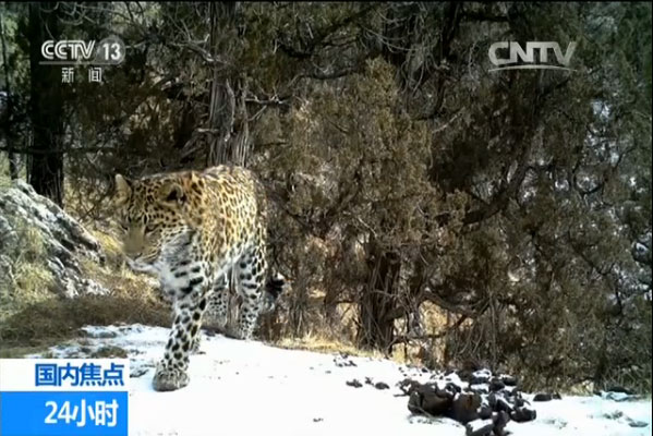 Photo shows a leopard captured by infrared camera in Qinghai. [Photo: CNTV]