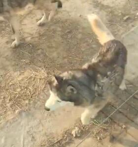  A dog-like animal walks in a wolf enclosure of a zoo in Dezhou, east China's Shandong Province. [Photo/video screenshot]