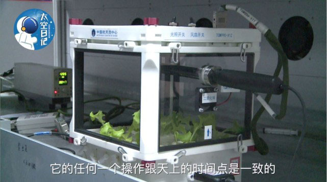 Lettuce grows in the Tiangong-2 space lab. [Photo provided by Astronaut Center of China]
