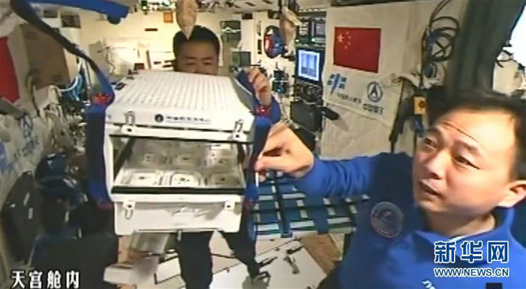 Astronauts Jing Haipeng (right) and Chen Dong check the lettuce seeds in Tiangong-2 space lab. [Photo provided by Astronaut Center of China] 