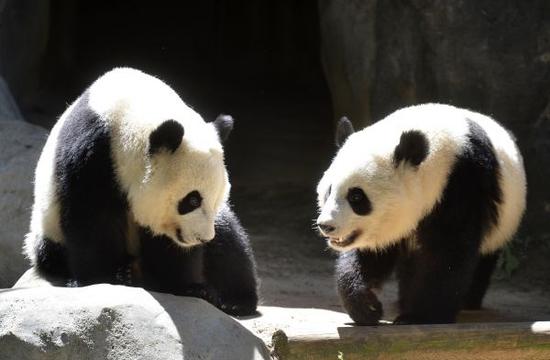 Mei Lun and Mei Huan at the Atlanta Zoo in Atlanta, Georgia, May 22, 2015. [Photo/Xinhua]