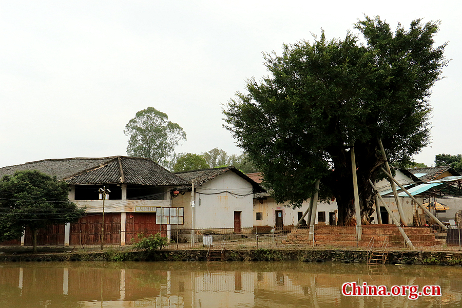 The photo shows a banyan tree which is over 1,000 years old in the scenic area. In May 9, 2010, the tree was blown down by the storm. Guangdong Nanxun Zhuji Ancient Lane Descendants Association donated 300,000 yuan and with the help of the local government, the tree was moved 9 meters northeast of its original place and is now growing with vitality. [Photo by Li Huiru / China.org.cn] 