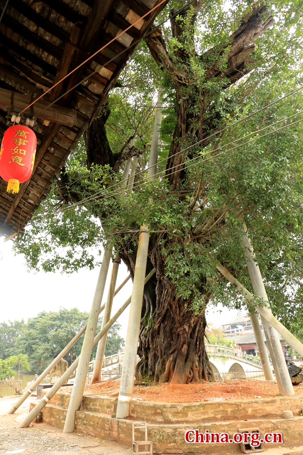The photo shows a banyan tree which is over 1,000 years old in the scenic area. In May 9, 2010, the tree was blown down by the storm. Guangdong Nanxun Zhuji Ancient Lane Descendants Association donated 300,000 yuan and with the help of the local government, the tree was moved 9 meters northeast of its original place and is now growing with vitality. [Photo by Li Huiru / China.org.cn]