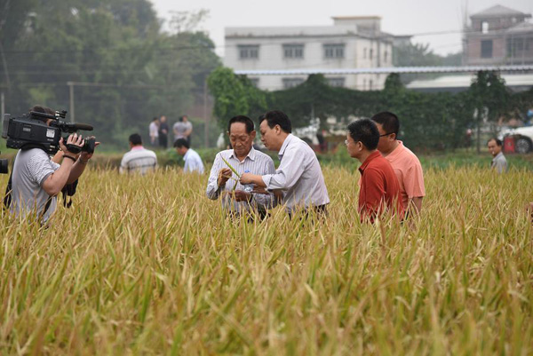 Yuan Longping (center) checks the double-cropping rice at Longtian township in South China's Guangdong province on Nov 19, 2016. [Photo/Xinhua]