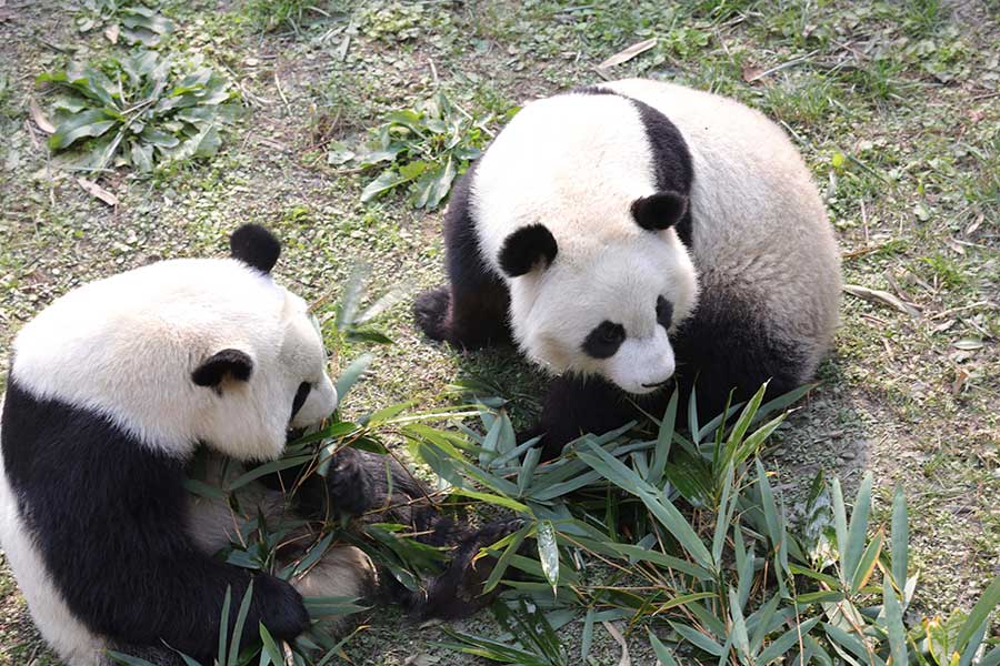 The two, born on July 15, 2013, are the first surviving panda twins ever born in the United States. Their parents, Lun Lun and Yang Yang, were sent to Zoo Atlanta in 1999 under a breeding and research agreement between China and the United States. [Photo by She Yi/ For China Daily]