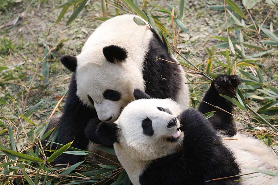 The panda twins play at a research base in Chengdu, Sichuan province, Dec 6, 2016.[Photo by She Yi/ For China Daily] 