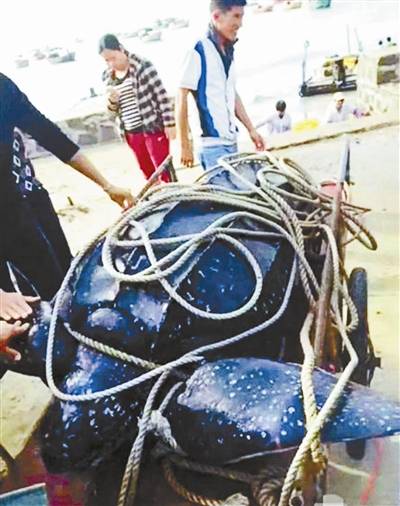A giant leatherback turtle is trussed and tied to a trolley in Zhanjiang city of Guangdong Province on Tuesday, December 6, 2016. [Photo: Beijing Youth Daily]