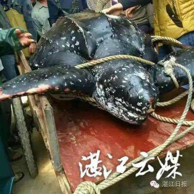A giant leatherback turtle is trussed and tied to a trolley in Zhanjiang city of Guangdong Province on Tuesday, December 6, 2016. [Photo: Zhanjiang Daily]