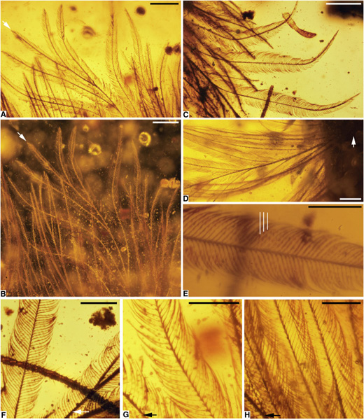 The feathers in amber. [Photo/Current Biology] 