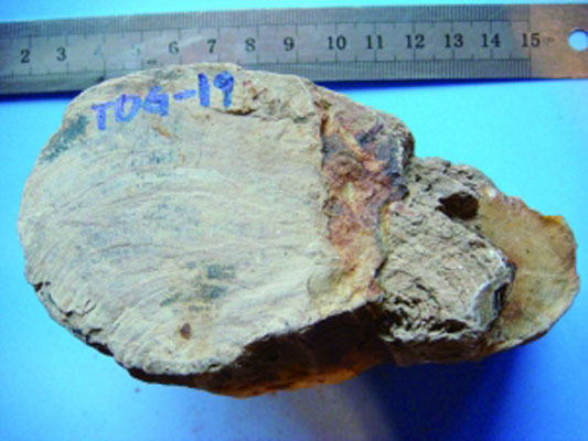 160 million-year-old petrified ginkgo wood, discovered by Wang Yongdong and his research group.[Photo: huanqiu.com/Wang Yongdong]