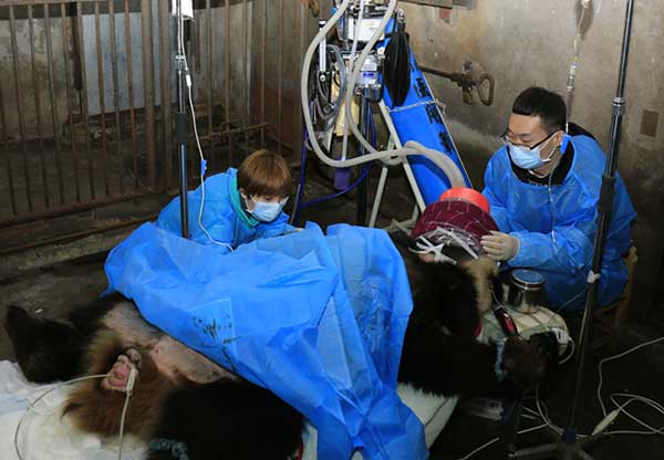 Nan Nan, a female giant panda, undergoes surgery on Dec 3 for an intestinal blockage at the Chengdu Research Base of Giant Panda Breeding, Sichuan province.[Zhang Zhihe for China Daily]