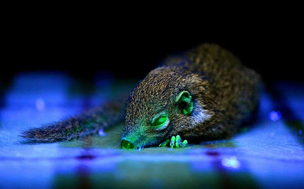 Experts at the Kunming Institute of Zoology in Yunnan province say they have found a way to produce genetically modified tree shrews, which could be used to find solutions to human health problems. [Photo/China Daily]