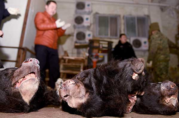 Remains of black bears are seized by police after a suspect was detained for the storage and trading of wild animals in Mianyang, Sichuan province.[Liu Chenping/For China Daily] 