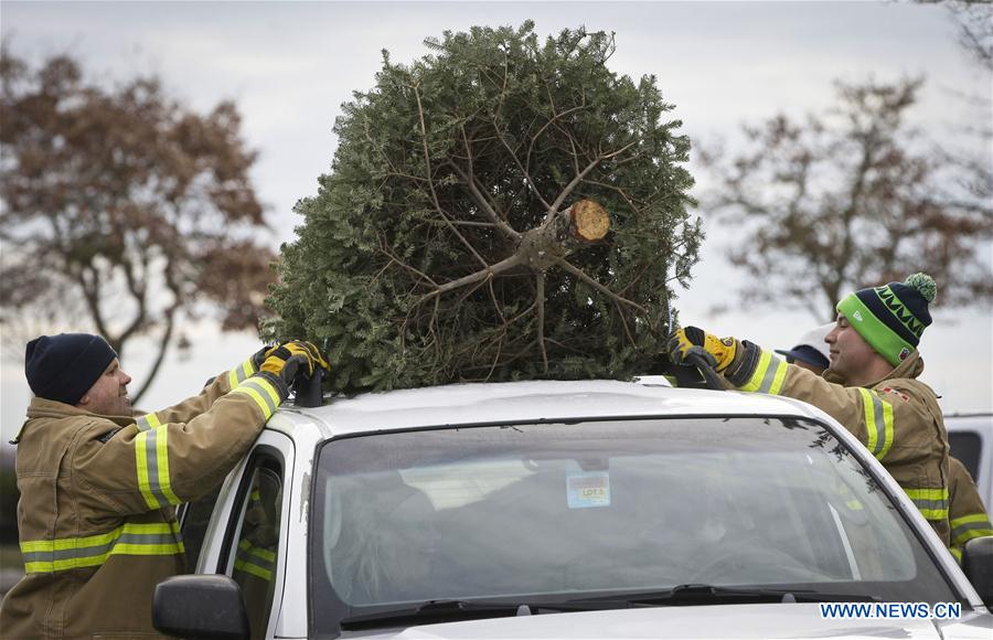 Christmas trees recycled in Canada