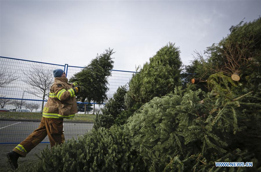 Christmas trees recycled in Canada