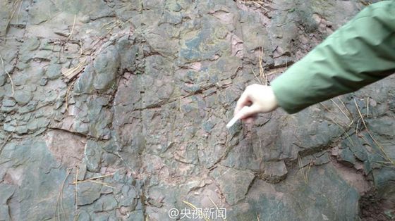 Dr. Xing Lida from China University of Geosciences is pointing at one of the dinosaur footprints. [Photo/CCTV]
