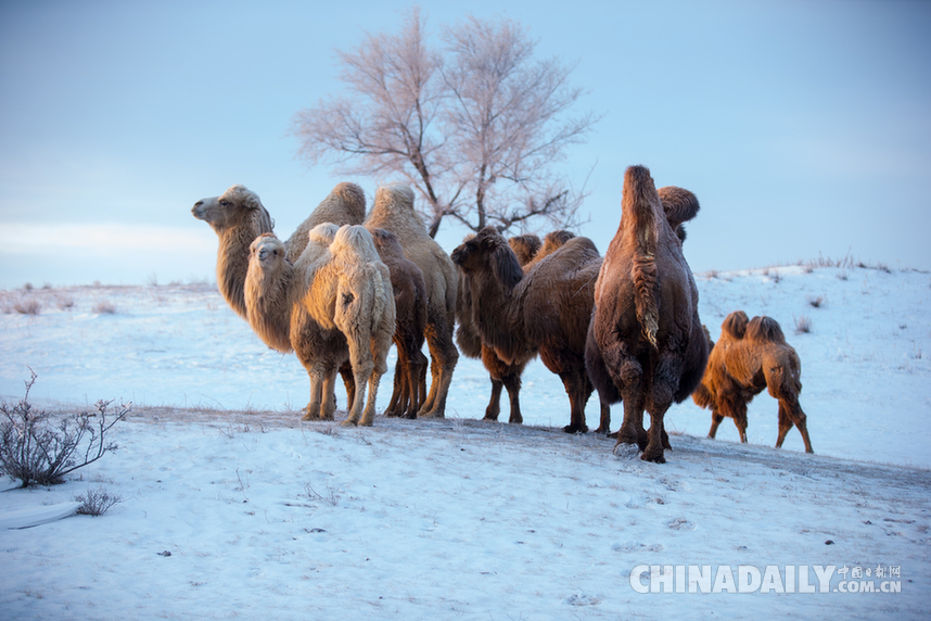 1月9日，第七届乌珠穆沁骆驼文化节在内蒙古西乌旗开幕。本届骆驼文化节包括了骆驼选美比赛、10公里骆驼速度赛、捆草接力赛、5公里二岁骆驼速度赛、家庭娱乐比赛等民间体育竞技项目和民俗风情表演，充分展示了牧驼人生产、生活的真实场景。 [中国日报]