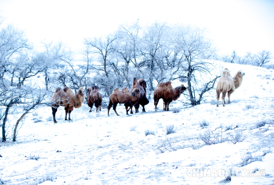 1月9日，第七届乌珠穆沁骆驼文化节在内蒙古西乌旗开幕。本届骆驼文化节包括了骆驼选美比赛、10公里骆驼速度赛、捆草接力赛、5公里二岁骆驼速度赛、家庭娱乐比赛等民间体育竞技项目和民俗风情表演，充分展示了牧驼人生产、生活的真实场景。 [中国日报]
