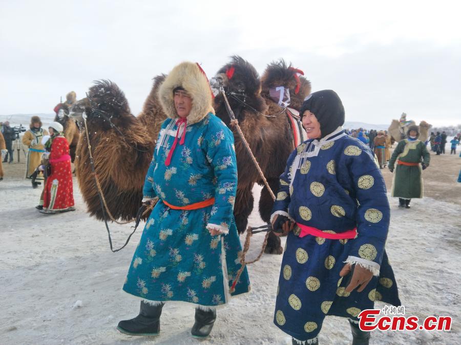 1月9日，第七届乌珠穆沁骆驼文化节在内蒙古西乌旗开幕。本届骆驼文化节包括了骆驼选美比赛、10公里骆驼速度赛、捆草接力赛、5公里二岁骆驼速度赛、家庭娱乐比赛等民间体育竞技项目和民俗风情表演，充分展示了牧驼人生产、生活的真实场景。 [中国新闻网]