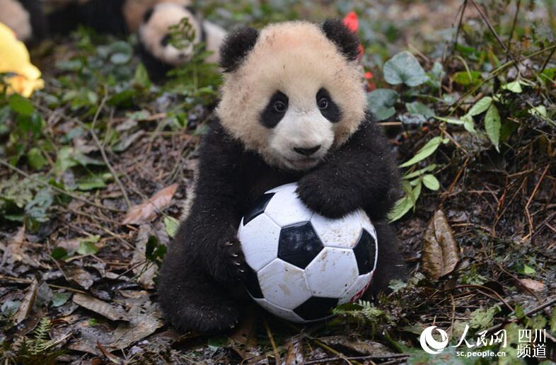 A giant panda cub plays with a football at the Bifengxia breeding base of the China Giant Panda Protection and Research Center in southwest China's Sichuan Province on Wednesday, January 11, 2017. [Photo: people.cn]