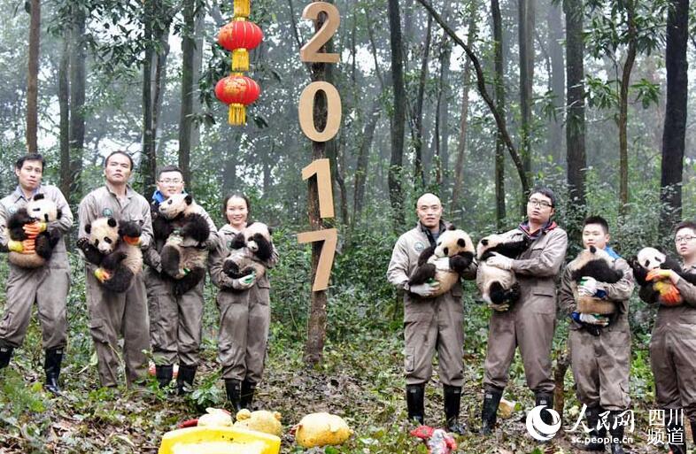 Eight giant panda cubs and their keepers pose for Lunar New Year greetings at the Bifengxia breeding base of the China Giant Panda Protection and Research Center in southwest China's Sichuan Province on Wednesday, January 11, 2017. [Photo: people.cn]