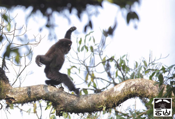 A white-browed gibbon living in the Gaoligong Mountain (Gaoligongshan) National Nature Reserve in Southwest China's Yunnan Province. (Photo by Zhao Chao/Provided to chinadaily.com.cn) 