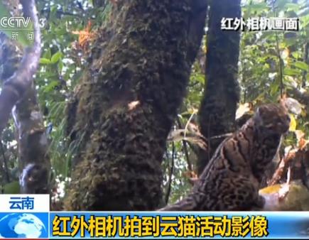 The frame of the marbled cat [Photo: sina.com]