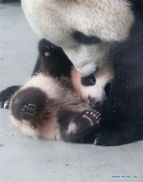 Photo taken on Sept 15, 2016 shows giant panda cub Hua Sheng plays with her mother Guo Guo at the Shanghai base of the Chinese Giant Panda Protection and Research Center in Shanghai.[Photo/Xinhua]