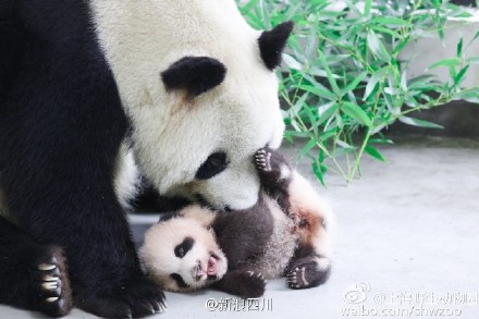 Giant panda Guoguo and her cub Huasheng.[Photo from Sina Weibo]