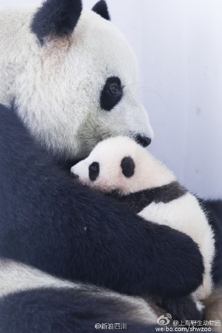 Giant panda Guoguo and her cub Huasheng.[Photo from Sina Weibo] 