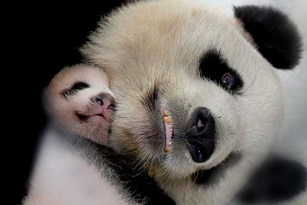 Huasheng with her mother, Guoguo, at the Shanghai Wild Animal Park in September.[Photo/Xinhua] 