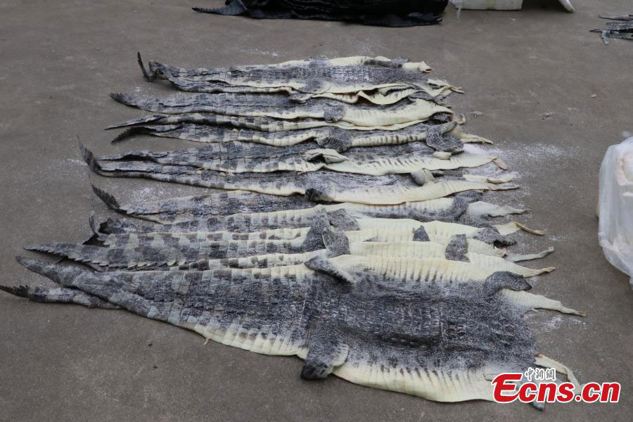 Over 1,600 crocodile skins seized in S. China