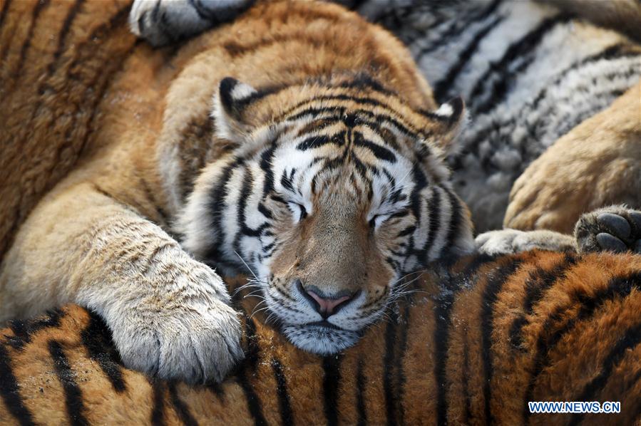 Siberian tigers rest at a Siberian tiger park in Harbin, capital of northeast China's Heilongjiang Province, Feb. 10, 2017. Siberian tigers here have gained more weight than they are in summer due to increased food supply. [Photo/Xinhua]