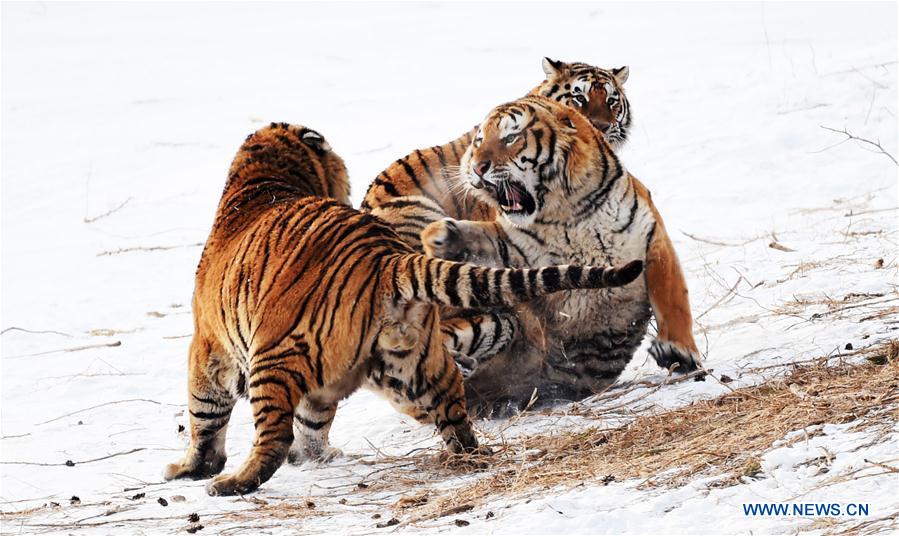 Siberian tigers have fun at a Siberian tiger park in Harbin, capital of northeast China's Heilongjiang Province, Feb. 10, 2017. Siberian tigers here have gained more weight than they are in summer due to increased food supply. [Photo/Xinhua]