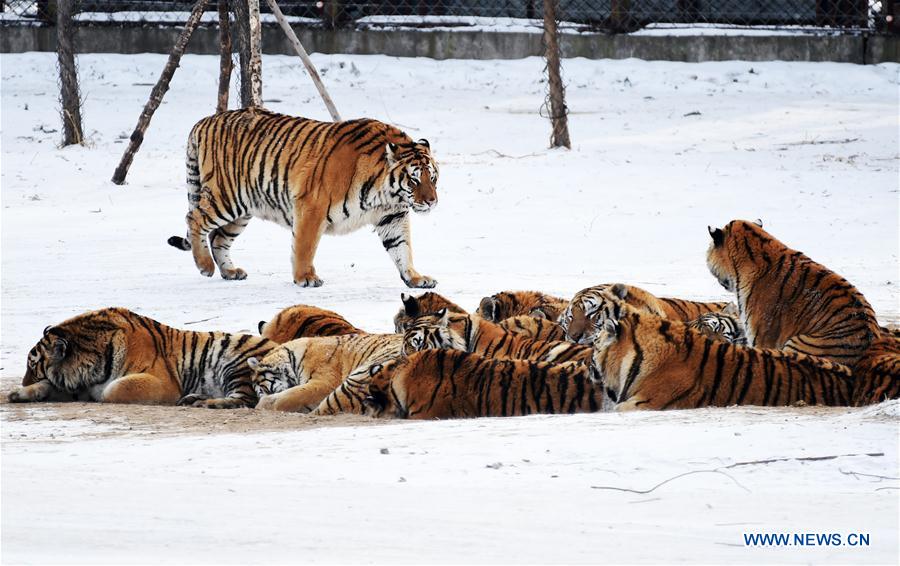 Siberian tigers rest at a Siberian tiger park in Harbin, capital of northeast China's Heilongjiang Province, Feb. 10, 2017. Siberian tigers here have gained more weight than they are in summer due to increased food supply. [Photo/Xinhua] 