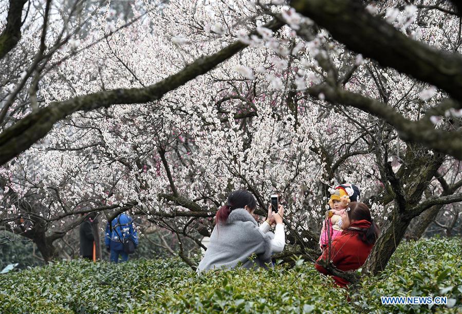 Tourists pose for photos with plum blossoms during the 2017 International Plum Blossom Festival of Nanjing at Meihua mountain in Nanjing, east China's Jiangsu Province, Feb. 17, 2017. (Xinhua/Sun Can) 